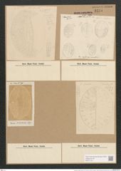 Gompyloneis regalis (Greg.) Grun. (de-Toni-Nr.: Genus 39, Species 1796) Zeichnungen Sammlung Grunow Nr. 3575 (NHMW-BOT-W0371161)